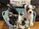 Miniature Schnauzer Puppies for sale in Chandler, AZ, USA. price: NA