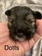 Miniature Schnauzer Puppies for sale in San Antonio, TX, USA. price: NA