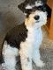 Miniature Schnauzer Puppies for sale in Flatwoods, KY, USA. price: NA