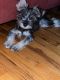 Miniature Schnauzer Puppies for sale in Brooklyn, NY, USA. price: NA