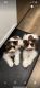 Miniature Schnauzer Puppies for sale in Cabot, AR, USA. price: $500