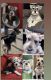 Miniature Schnauzer Puppies for sale in Rancho Palos Verdes, CA, USA. price: NA
