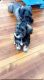 Miniature Schnauzer Puppies for sale in Latham, NY 12110, USA. price: NA