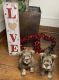 Miniature Schnauzer Puppies for sale in Arlington, TX, USA. price: NA