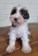 Miniature Schnauzer Puppies for sale in 8920 Nichols Avenue Ext, Fairhope, AL 36532, USA. price: $1,200