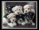 Miniature Schnauzer Puppies for sale in San Antonio, TX 78245, USA. price: $2,500