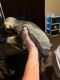 Miniature Schnauzer Puppies for sale in Conway, AR, USA. price: $400