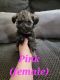 Miniature Schnauzer Puppies for sale in Tucson, AZ 85710, USA. price: $500