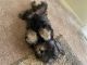 Miniature Schnauzer Puppies for sale in Richmond, VA, USA. price: $900