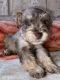 Miniature Schnauzer Puppies for sale in Laredo, TX, USA. price: $800
