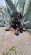 Miniature Schnauzer Puppies for sale in Tucson, AZ, USA. price: $2,500