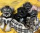 Miniature Schnauzer Puppies for sale in Axton, VA 24054, USA. price: $1,500