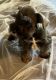 Miniature Schnauzer Puppies for sale in Ripley, MS 38663, USA. price: $1,200