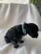 Miniature Schnauzer Puppies for sale in Edmond, OK, USA. price: $550