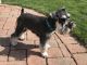Miniature Schnauzer Puppies for sale in 21 Alexander Dr, Cromwell, CT 06416, USA. price: $250,000