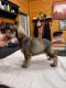 Miniature Schnauzer Puppies for sale in Mitchell, IN 47446, USA. price: $900