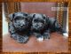 Miniature Schnauzer Puppies for sale in San Antonio, TX 78245, USA. price: $2,000