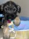 Miniature Schnauzer Puppies for sale in Azle, TX 76020, USA. price: NA