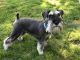 Miniature Schnauzer Puppies for sale in 21 Alexander Dr, Cromwell, CT 06416, USA. price: $2,500