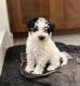 Miniature Schnauzer Puppies for sale in Spring Valley, NV, USA. price: NA
