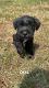 Miniature Schnauzer Puppies for sale in Lucedale, MS 39452, USA. price: $750