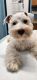 Miniature Schnauzer Puppies for sale in Jarrell, TX, USA. price: NA