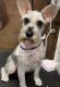 Miniature Schnauzer Puppies for sale in Rancho Palos Verdes, CA, USA. price: NA