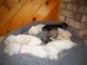 Miniature Schnauzer Puppies for sale in Hudson, WI 54016, USA. price: NA