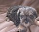 Miniature Schnauzer Puppies for sale in Woodburn, IN 46797, USA. price: $2,000