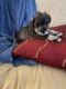 Miniature Schnauzer Puppies for sale in Millers Creek, NC 28651, USA. price: $850