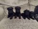 Miniature Schnauzer Puppies for sale in Kokomo, IN, USA. price: $900