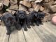 Miniature Schnauzer Puppies for sale in Kokomo, IN, USA. price: $800