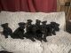Miniature Schnauzer Puppies for sale in Pine Bluff, AR, USA. price: $600