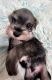 Miniature Schnauzer Puppies for sale in Rose Hill, NC 28458, USA. price: $1,100