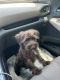 Miniature Schnauzer Puppies for sale in Charlotte, NC, USA. price: $2,000