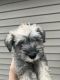 Miniature Schnauzer Puppies for sale in Beech Grove, IN, USA. price: $350
