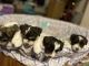 Miniature Schnauzer Puppies for sale in Hutto, TX 78634, USA. price: $600