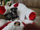 Miniature Schnauzer Puppies for sale in Saucier, MS 39574, USA. price: $700