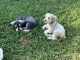 Miniature Schnauzer Puppies for sale in Tippecanoe, IN 46570, USA. price: $850