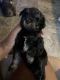 Miniature Schnauzer Puppies for sale in Converse, TX, USA. price: NA