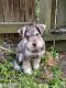 Miniature Schnauzer Puppies for sale in Greenville, NC, USA. price: $2,300