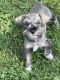 Miniature Schnauzer Puppies for sale in Mooresville, IN 46158, USA. price: $1,000