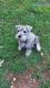 Miniature Schnauzer Puppies for sale in Waterbury, CT, USA. price: $1,300