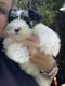Miniature Schnauzer Puppies for sale in Monroe, MI, USA. price: $3,800