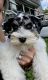 Miniature Schnauzer Puppies for sale in Monroe, MI, USA. price: $3,800
