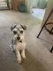 Miniature Schnauzer Puppies for sale in Windsor, NC 27983, USA. price: $500