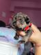 Miniature Schnauzer Puppies for sale in Hollywood, FL, USA. price: $1,000