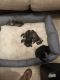 Miniature Schnauzer Puppies for sale in Fort Lauderdale, FL, USA. price: $1,500