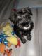 Miniature Schnauzer Puppies for sale in North Hollywood, CA 91605, USA. price: $900