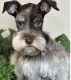 Miniature Schnauzer Puppies for sale in Monroe, MI, USA. price: $1,000